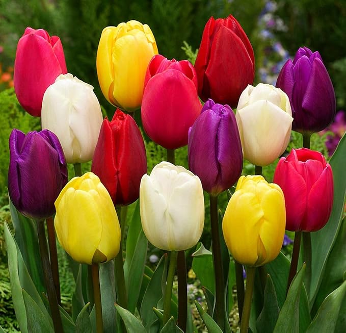 Triumph Tulip Bulbs for Fall Planting Mixed Perennial Hybrids Darwin Changing Colors Emperor Mixture Size 12+ (30, Emperor Mixture)
