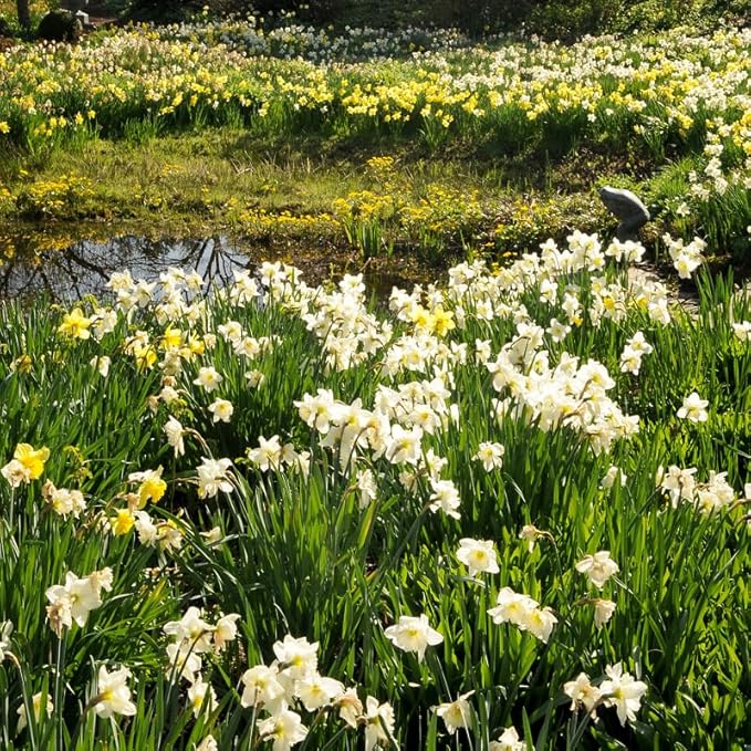 Wholesale Mixed Daffodil Flower Bulbs - 500+ Bulbs per Pack - Deer Resistant - Good as Cut Flowers - Good For Indoor Forcing - Naturalizing - Perennializing - Easy to Grow Live Plants - Outdoor Garden