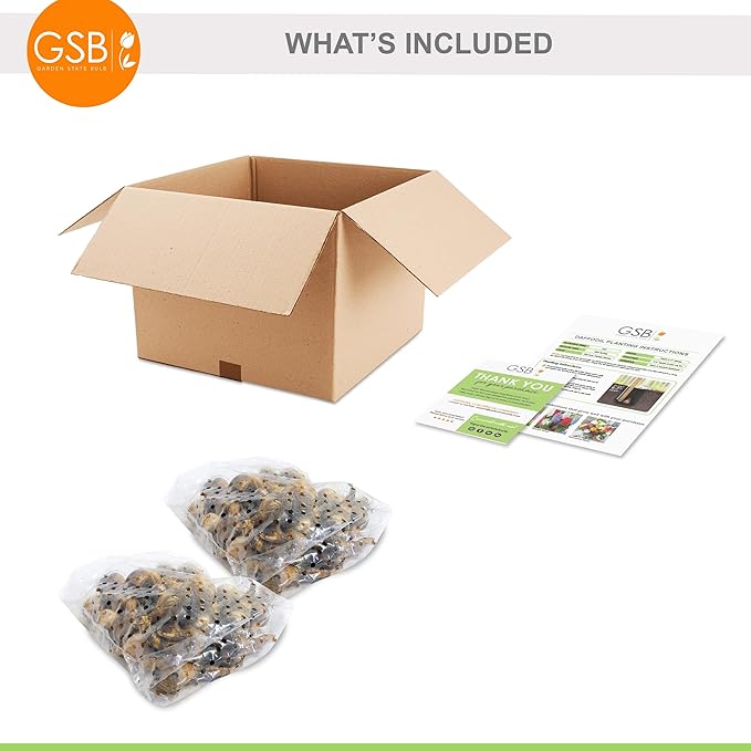 Garden State Bulb Narcissus Tete-a-Tete Daffodil Flower Bulbs, 12/14cm, Fall Planting (Bag of 50)