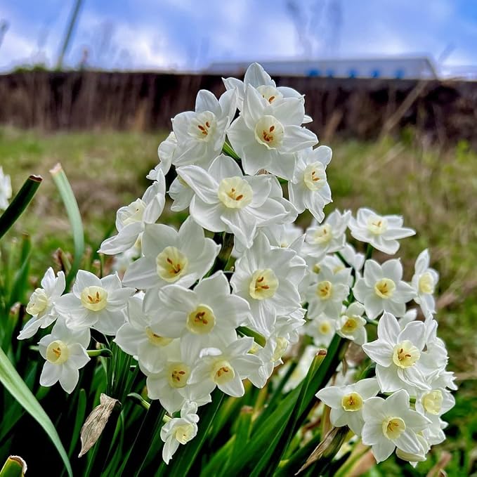 Fantastic Fragrant Paperwhite Narcissus ‘Ziva’ Flowers – 3 Premium Daffodil Bulbs | Easy Indoor or Outdoor Blooms – Attracts Butterflies, Bees & Hummingbirds | Great Gift for Gardeners