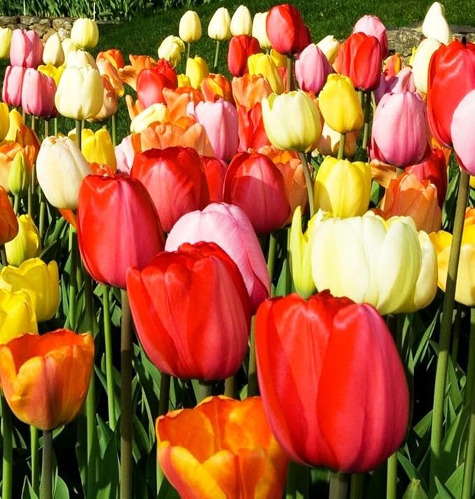 Triumph Tulip Bulbs for Fall Planting Mixed Perennial Hybrids Darwin Changing Colors Emperor Mixture Size 12+ (50, Emperor Mixture)