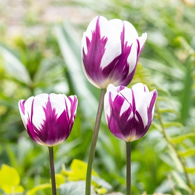 Blueberry Ripple Tulip Flowers -10 Bulbs - Vibrant Purple & White Perennial Blooms | Dramatic Spring Rembrandt Tulips for Garden & Cut Flowers | Pollinator Friendly | USDA Zones 3–8