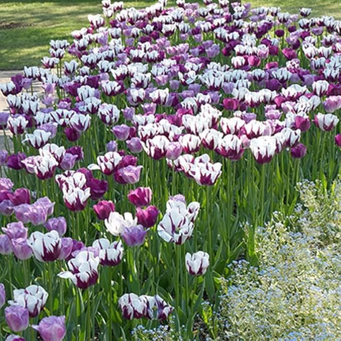 100 Tulip Mix Flower Bulb Box with Easy Carry Handle - Purple, Pink and White Mixed Colors - Weeks of Easy to Grow Flowers - Plant in Gardens, Containers & Flowerbeds - Planting Instructions Included