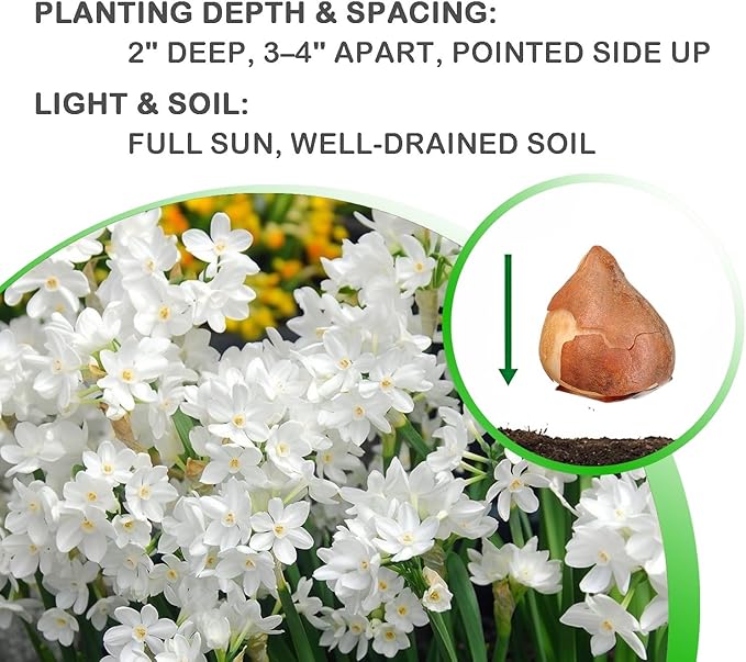 Fantastic Fragrant Paperwhite Narcissus ‘Ziva’ Flowers – 3 Premium Daffodil Bulbs | Easy Indoor or Outdoor Blooms – Attracts Butterflies, Bees & Hummingbirds | Great Gift for Gardeners