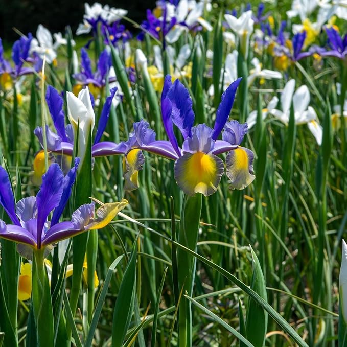 Colorful Mixed Dutch Iris Flowers - 45 Bulbs - Beautiful, Bright, Blue, Purple, Yellow, White Flowers - Spring Blooming Perennials Perfect for Gardens - Attracts Butterflies, Bees & Hummingbirds