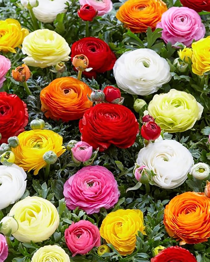 Orange French Peony Ranunculus - 12 Largest Size Corms, Premium Ranunculus Bulbs, Vibrant Orange Flowers, Ideal for Garden Beds, Spring Planting, Stunning Peony-Like Blooms