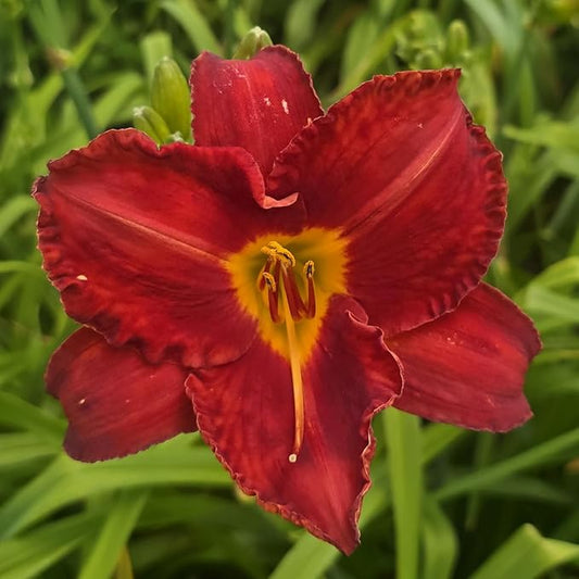 Chicago Apache Daylily Flower Bulbs – Bright Red Ruffled Blooms with Yellow Center – Rabbit-Resistant Hardy Perennial (Zones 3–9) Fall Planting Spring Blooming