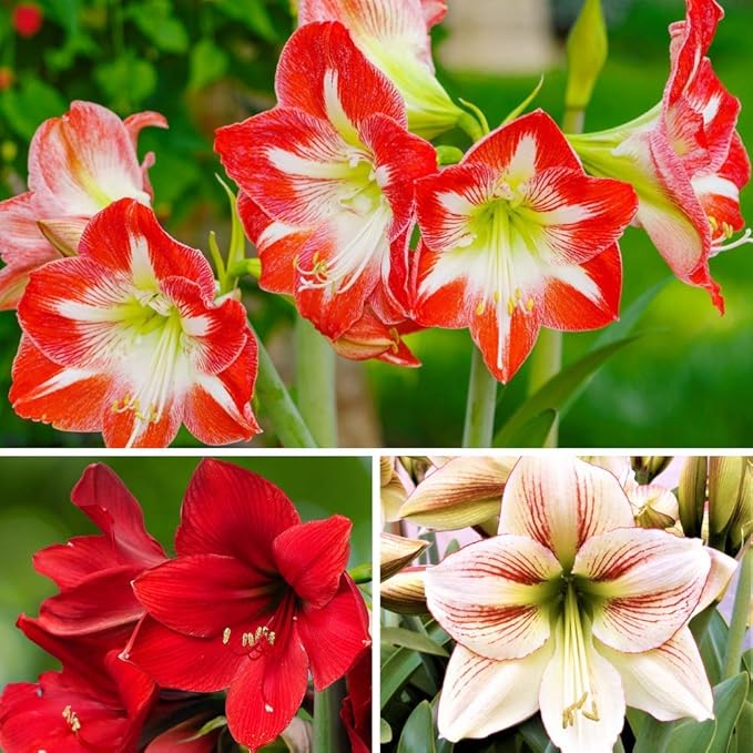 Easy to Grow Amaryllis 'Candy Cane Collection' Plant Bulbs (3 Bulbs) - Mixed Red & White Flowering Blooms for Indoor & Outdoor Gardens