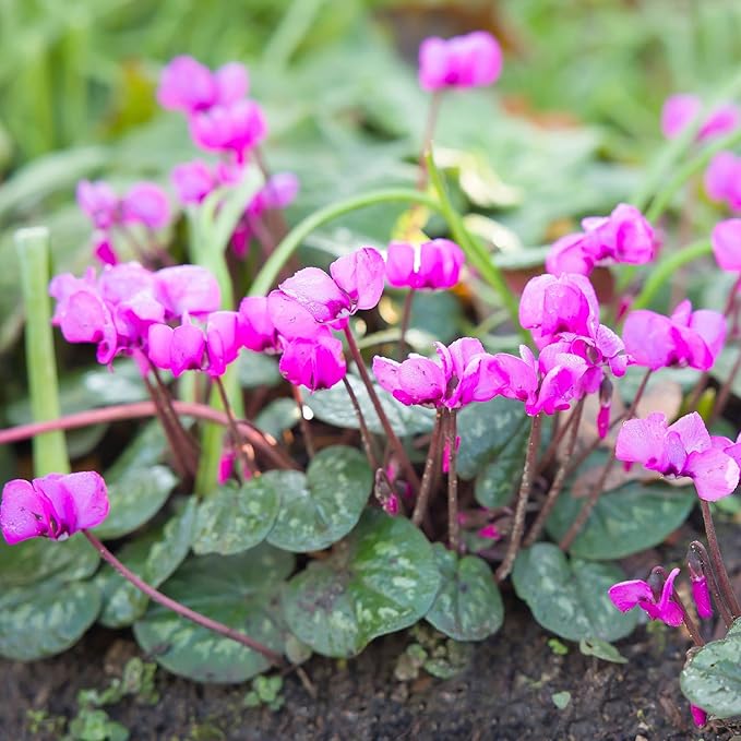 Easy to Grow Cyclamen 'Coum' Plant Bulbs (3 Pack) - Pink-Purple Flowers Above Silver-Green Foliage Winter to Spring Gardens Indoor Outdoor