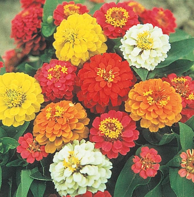 Zinnia State Fair Pkt - Approx. 60 seeds