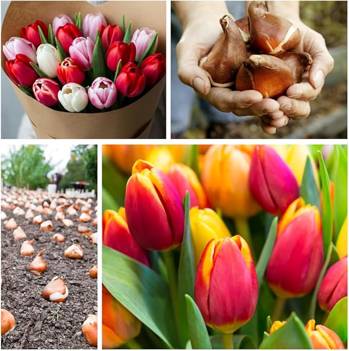 20 Mixed Tulip Flower Bulbs - Breeders Choice - Easy to Grow