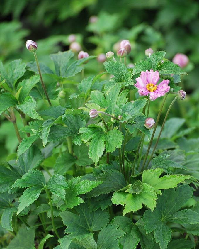Perennial Farm Anemone x Hybrida Fantasy™ 'Pocahontas' – Live Windflower in #1 Container, Semi-Double Pink Blooms, Compact, Long Blooming, Deer Resistant, Ideal for Borders & Pollinator Gardens
