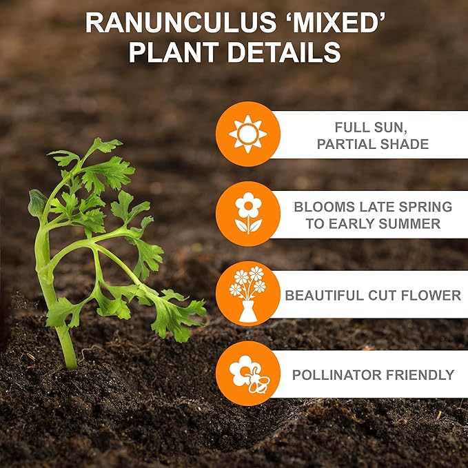 Garden State Bulb Ranunculus Mixed Flower Bulbs, 7/8cm, Fall Planting (Bag of 100)