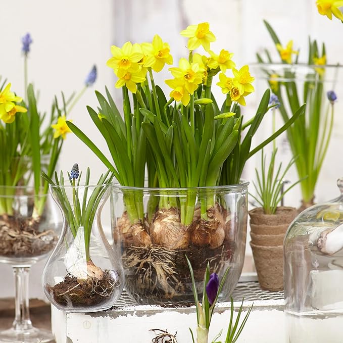 Garden State Bulb Narcissus Tete-a-Tete Daffodil Flower Bulbs, 12/14cm, Fall Planting (Bag of 25)