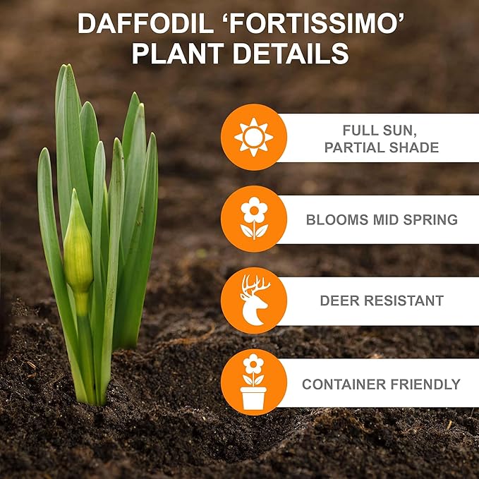 Garden State Bulb Narcissus Large Cupped Fortissimo Daffodil Flower Bulbs, 16/18cm, Fall Planting (Bag of 50)