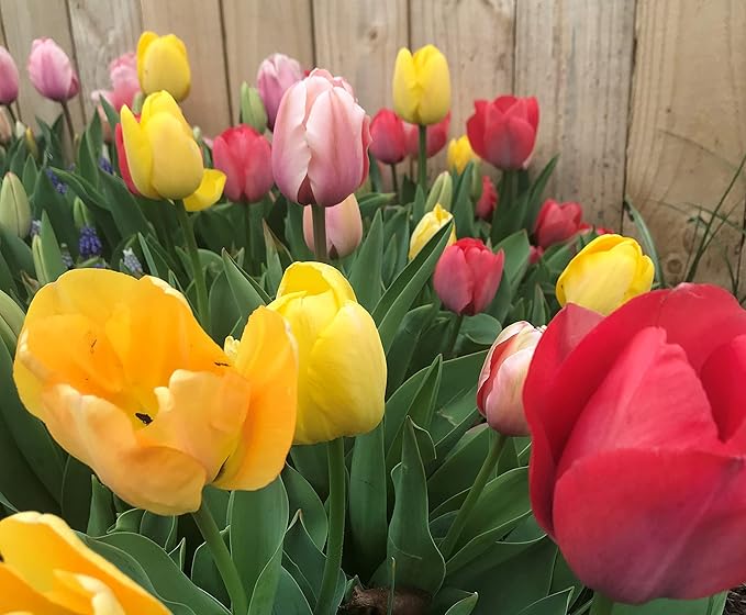 Perennial Tulip Mix, 20 Large Flowering Fall Bulbs for Planting, Multiple Colors