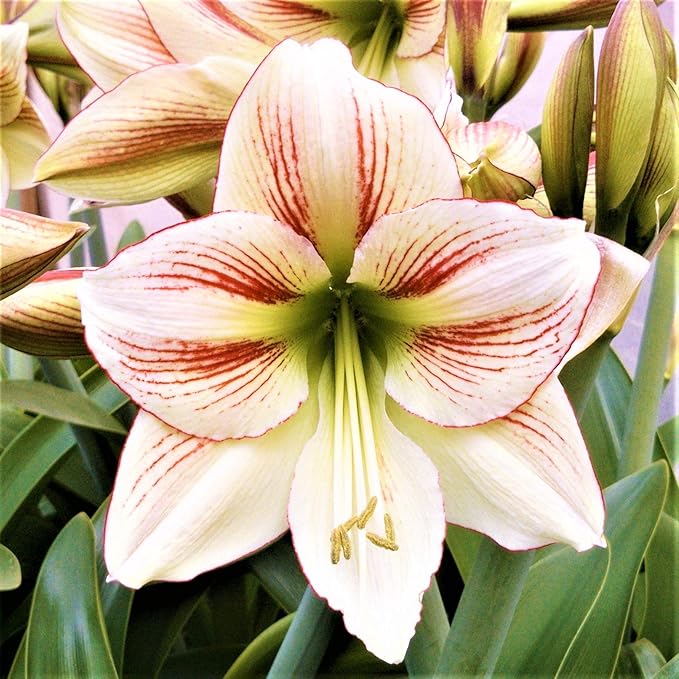Easy to Grow Amaryllis 'Candy Cane Collection' Plant Bulbs (3 Bulbs) - Mixed Red & White Flowering Blooms for Indoor & Outdoor Gardens