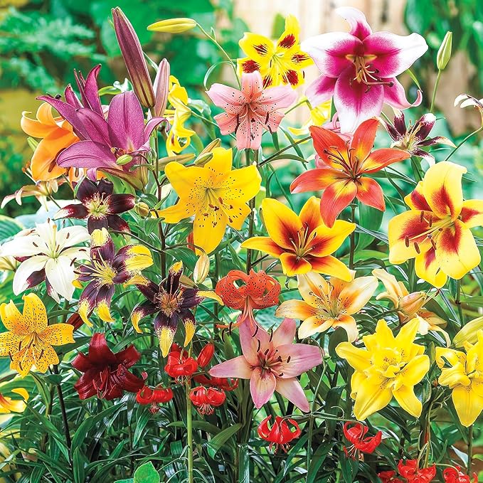 BRECK'S - All Summer Lily Mixture Dormant Spring Flowering Bulbs - Each Offer Includes 25 Bulbs