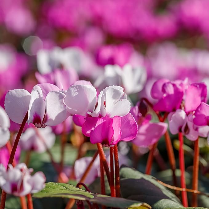 Easy to Grow Cyclamen Mix Plant Bulbs (3 Pack) - Cold Hardy Cyclamen Colorful Blooms Winter to Spring Gardens Indoor Outdoor