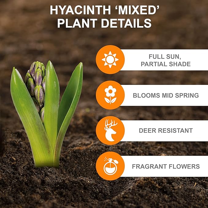 Garden State Bulb Giant Mixed Hyacinth Flower Bulbs, 15/16cm, Fragrant, Fall Planting (Bag of 100)