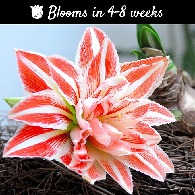 Easy to Grow Amaryllis Dancing Queen 5 Plant Bulbs - Salmon & White Double Flowers Indoor Winter Holiday or Spring Outdoor Blooms