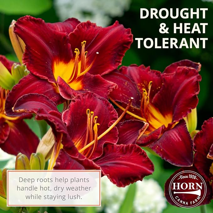 Chicago Apache Daylily Flower Bulbs – Bright Red Ruffled Blooms with Yellow Center – Rabbit-Resistant Hardy Perennial (Zones 3–9) Fall Planting Spring Blooming