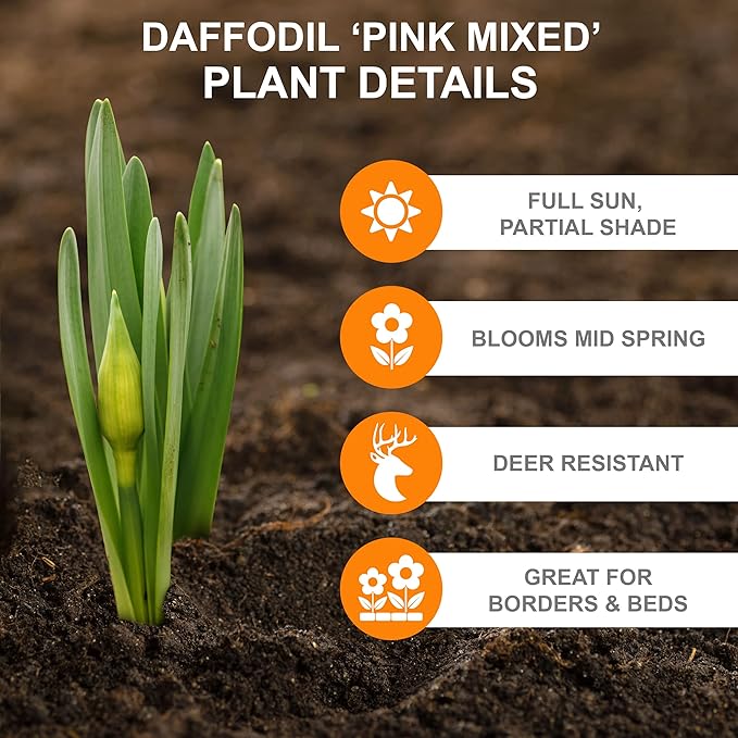 Garden State Bulb Pink Mix Daffodil Flower Bulbs, 14/16cm, Fall Planting (Bag of 250)