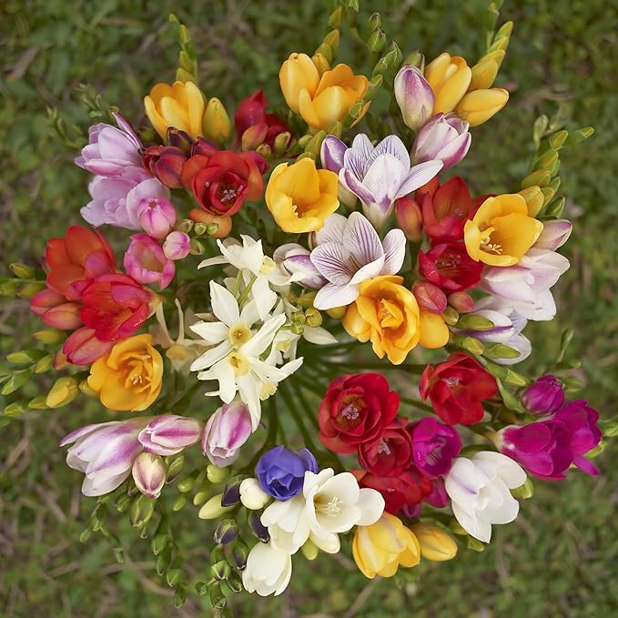 Amazing Deal - 30 Freesia Mixed Perennial Flower Bulbs - Vibrant, Variety Colorful, Fragrant Flower Perfect for Gardens - Easy to Grow - Attracts Butterflies, Bees & Hummingbirds