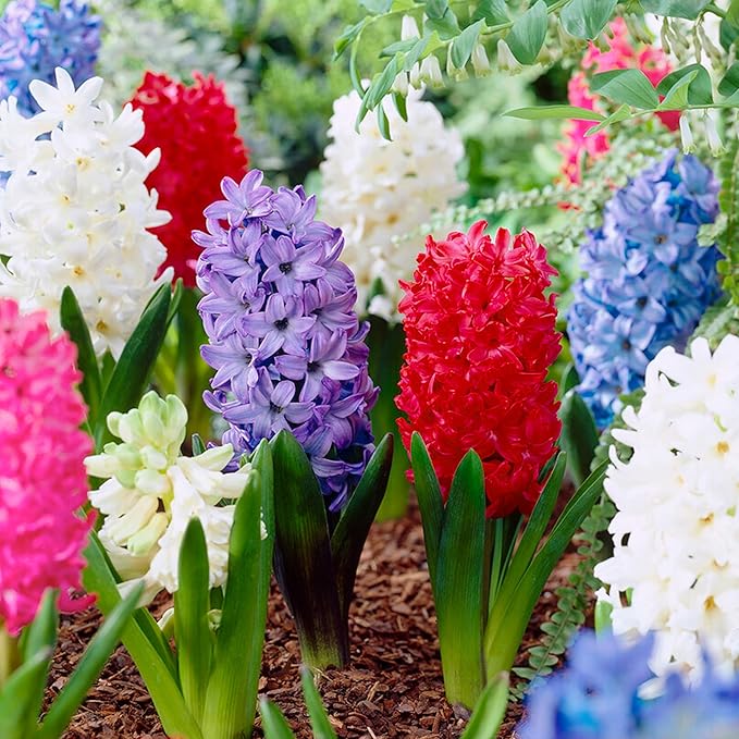 Garden State Bulb Giant Mixed Hyacinth Flower Bulbs, 15/16cm, Fragrant, Fall Planting (Bag of 50)