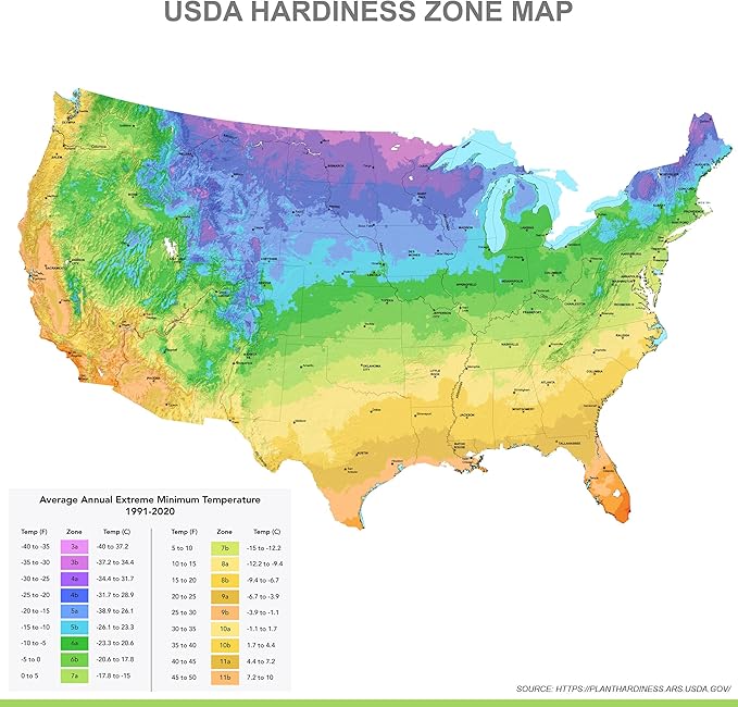 Garden State Bulb Narcissus Large Cupped Fortissimo Daffodil Flower Bulbs, 16/18cm, Fall Planting (Bag of 25)