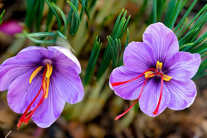10 Saffron Crocus Bulbs for Planting - Crocus Sativus Bulbs
