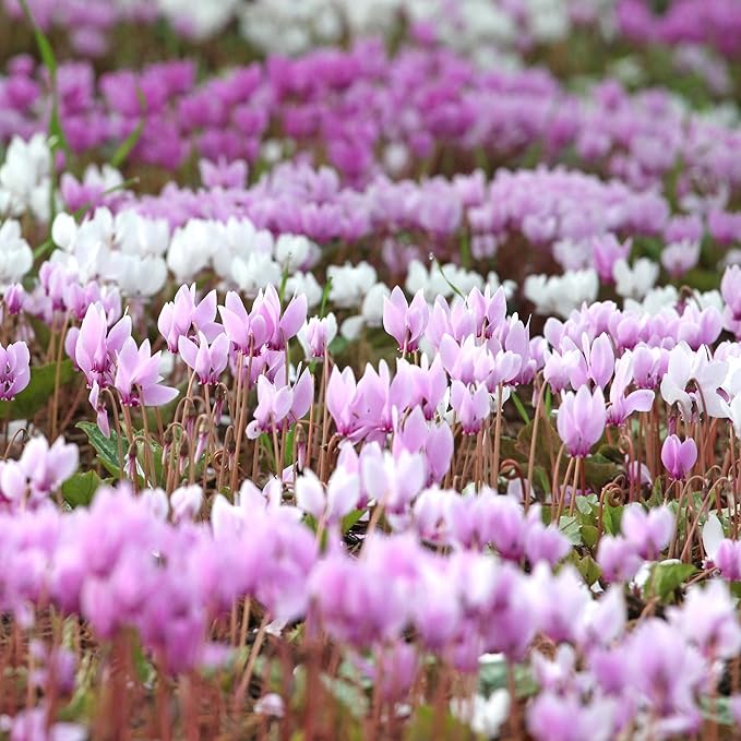 Easy to Grow Cyclamen 'Cilicium' Plant Bulbs (3 Pack) - Light Pink-Purple Flowers ATOP Grey-Green Foliage Winter to Spring Gardens Indoor Outdoor
