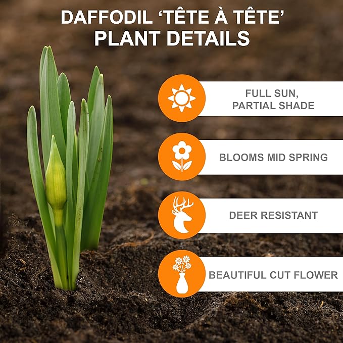 Garden State Bulb Narcissus Tete-a-Tete Daffodil Flower Bulbs, 12/14cm, Fall Planting (Bag of 25)