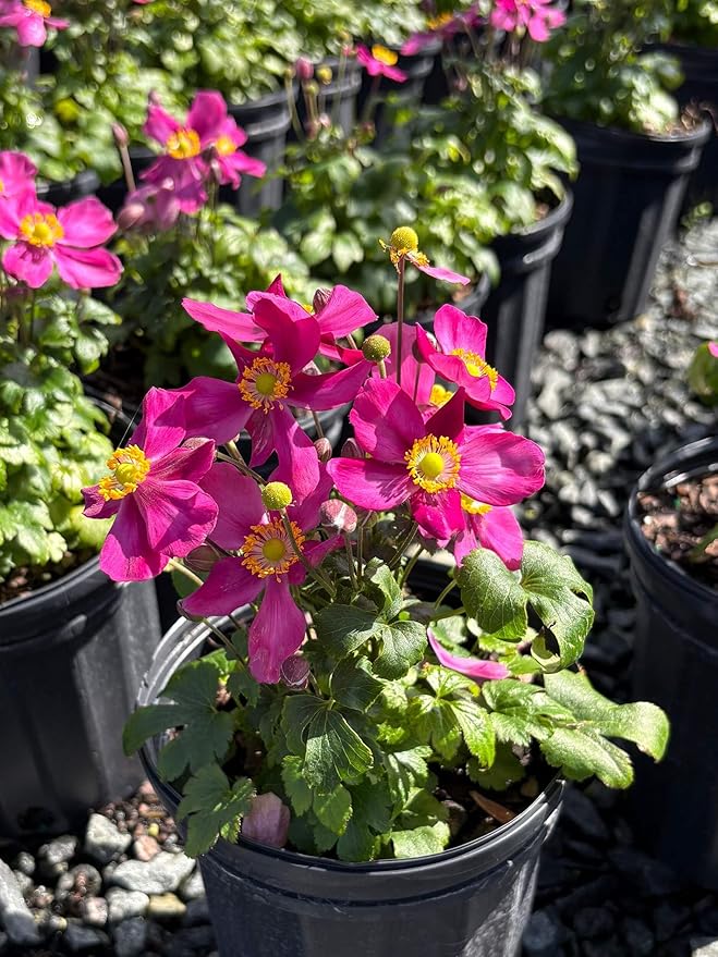Perennial Farm Anemone x Hybrida Fantasy™ 'Red Riding Hood' – Live Windflower in #1 Container, Bright Rose-Pink Blooms, Compact Habit, Long Blooming, Deer Resistant, Great for Borders & Shade Gardens