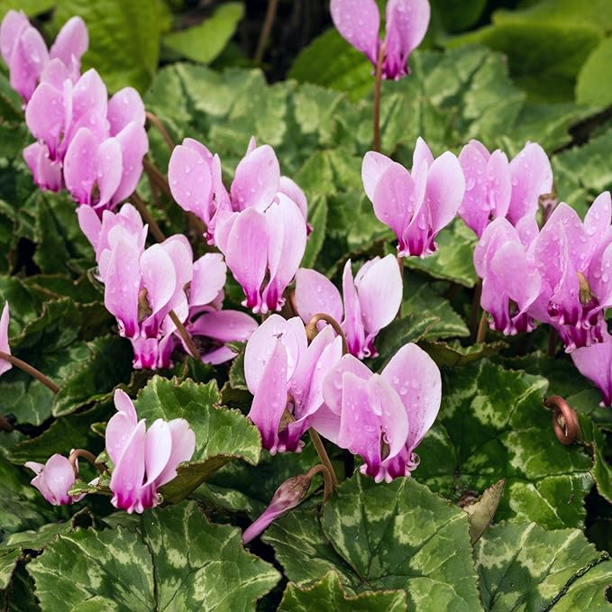 Easy to Grow Cyclamen Ivy-Leaved 'Hederifolium' Plant Bulbs (3 Pack) - Lavender Purple-Pink Flowers Winter to Spring Gardens Indoor Outdoor
