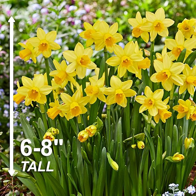 Garden State Bulb Narcissus Tete-a-Tete Daffodil Flower Bulbs, 12/14cm, Fall Planting (Bag of 50)