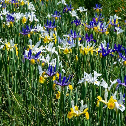 Colorful Mixed Dutch Iris Flowers - 45 Bulbs - Beautiful, Bright, Blue, Purple, Yellow, White Flowers - Spring Blooming Perennials Perfect for Gardens - Attracts Butterflies, Bees & Hummingbirds