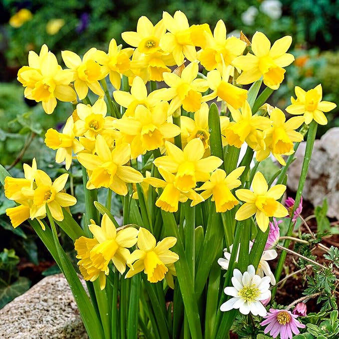 Garden State Bulb Narcissus Tete-a-Tete Daffodil Flower Bulbs, 12/14cm, Fall Planting (Bag of 50)