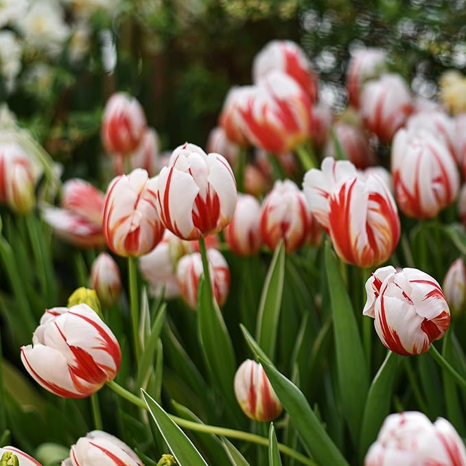 Mixed Sorbet Tulips – 8 Bulbs | Pink, Red & White Perennial Flowers - Spring Blooming | Easy-to-Grow Rembrandt Tulips for Rock Gardens, Borders & Containers – Zones 3–8 | Butterfly & Bee Attracting
