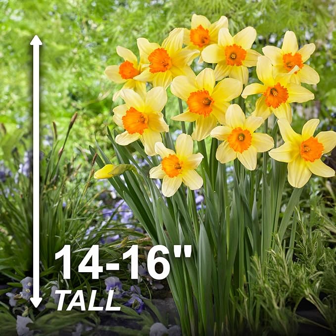 Garden State Bulb Narcissus Large Cupped Fortissimo Daffodil Flower Bulbs, 16/18cm, Fall Planting (Bag of 25)