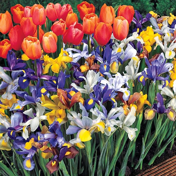 BRECK'S - Dutch Iris Spring Flowering Dormant Bulb Mixture - 25 Bulbs per Offer