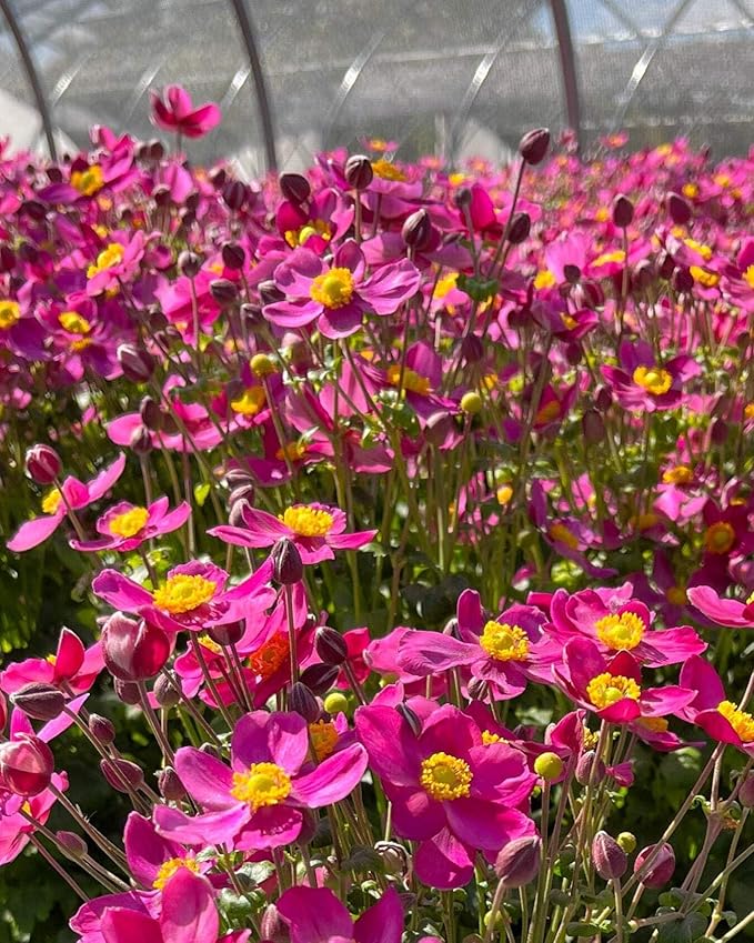 Perennial Farm Anemone x Hybrida Fantasy™ 'Red Riding Hood' – Live Windflower in #1 Container, Bright Rose-Pink Blooms, Compact Habit, Long Blooming, Deer Resistant, Great for Borders & Shade Gardens