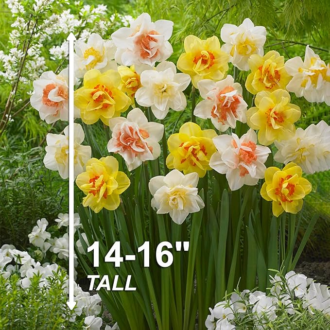 Garden State Bulb Double Mixed Daffodil Flower Bulbs, 14/16cm, Fall Planting (Bag of 250)