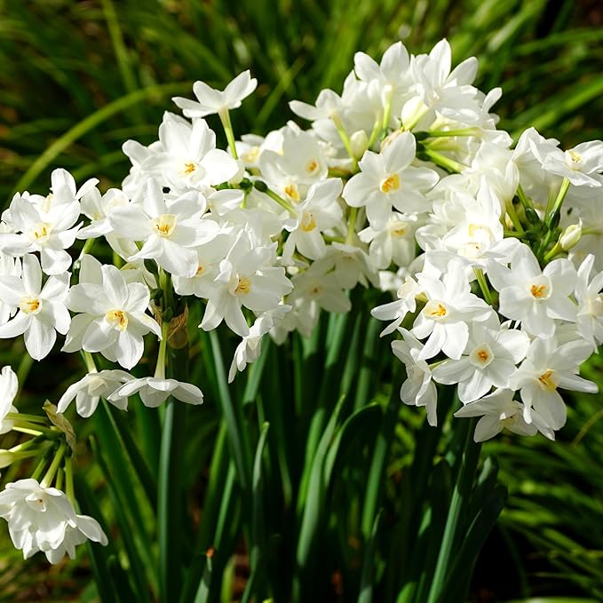 Fantastic Fragrant Paperwhite Narcissus ‘Ziva’ Flowers – 3 Premium Daffodil Bulbs | Easy Indoor or Outdoor Blooms – Attracts Butterflies, Bees & Hummingbirds | Great Gift for Gardeners