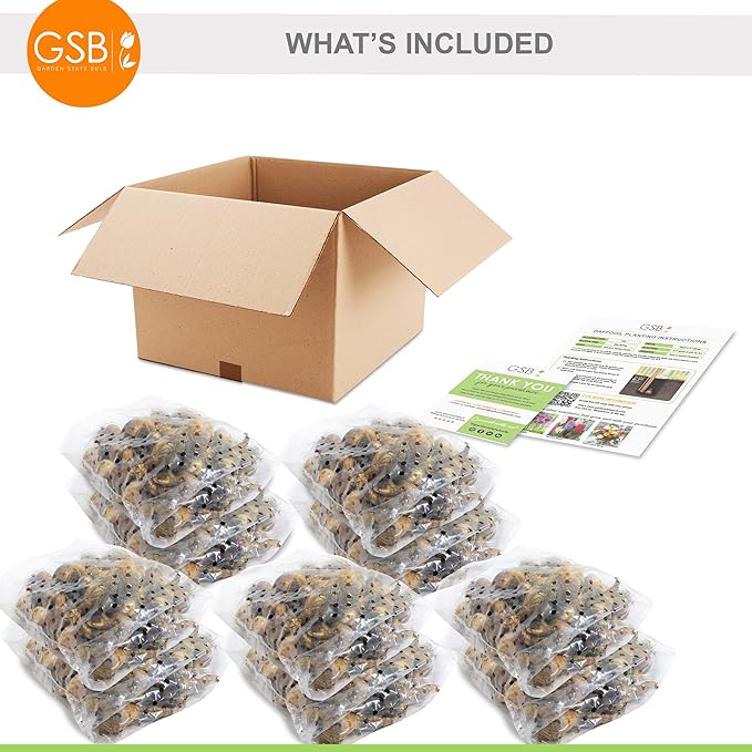 Garden State Bulb Double Mixed Daffodil Flower Bulbs, 14/16cm, Fall Planting (Bag of 250)