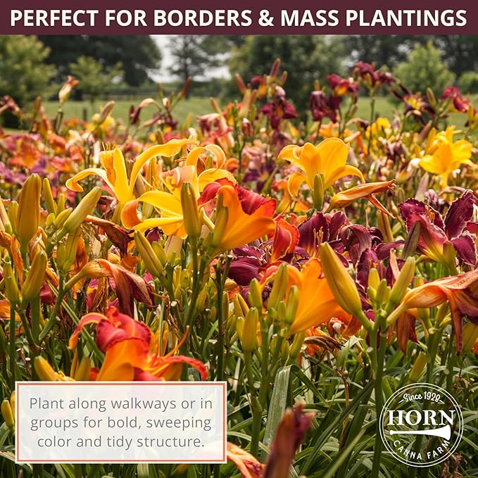 Chicago Apache Daylily Flower Bulbs – Bright Red Ruffled Blooms with Yellow Center – Rabbit-Resistant Hardy Perennial (Zones 3–9) Fall Planting Spring Blooming