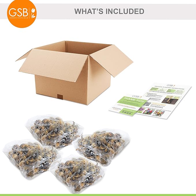 Garden State Bulb Pink Mix Daffodil Flower Bulbs, 14/16cm, Fall Planting (Bag of 100)