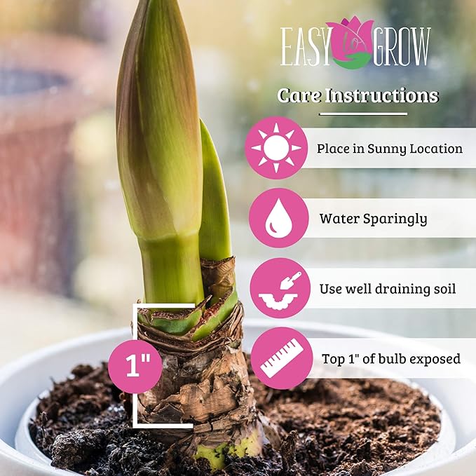 Easy to Grow Amaryllis Double Record 1 Plant Bulb - Large Red & White Double Flowers for Holiday Indoor & Outdoor Zones 9-11