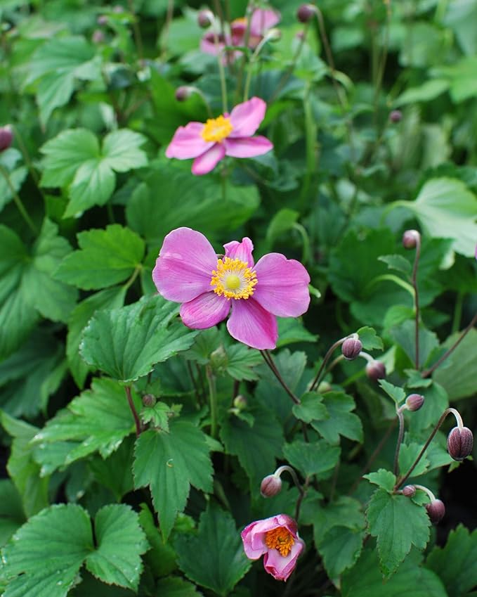 Perennial Farm Anemone x Hybrida Fantasy™ 'Red Riding Hood' – Live Windflower in #1 Container, Bright Rose-Pink Blooms, Compact Habit, Long Blooming, Deer Resistant, Great for Borders & Shade Gardens