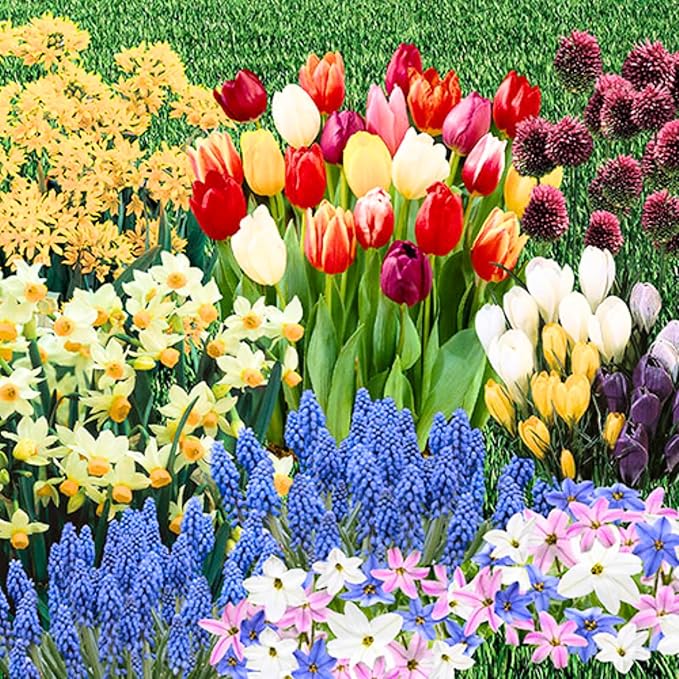 50 Mix Flowers Bulbs for Fall Planting, Perennial Flower Bulbs, Early Spring Flower to Plant Outside, 50 Days of Blooms, Colorful Blooms Groundcover Bulbs, Top Size, 5 Random Varieties